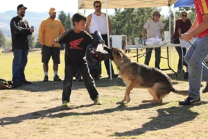 The Rogue Valley Schutzhund 