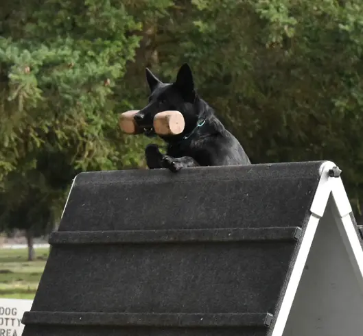 Dog training in Medford Oregon jason lake