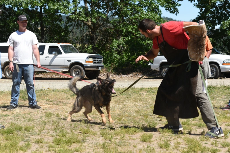 Rogue Valley Schutzhund Club dog demonstrating controlled protection work