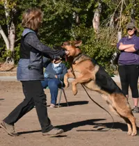 Schutzhund obedience 