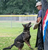 The Rogue Valley Schutzhund