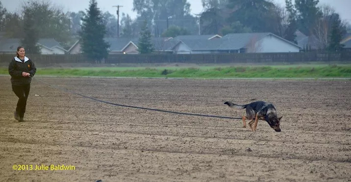 Schutzhund tracking 