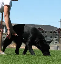 The Rogue Valley Schutzhund